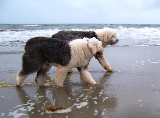 /images/events/7/A Walk on the Beach.JPG